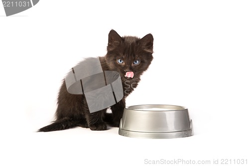 Image of Black kitten drinks milk, on a white background