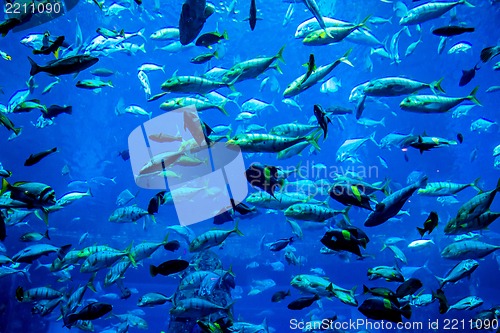 Image of Aquarium tropical fish on a coral reef