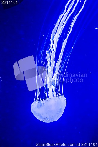 Image of Beautiful jellyfish moving slowly in aquarium in Dubai