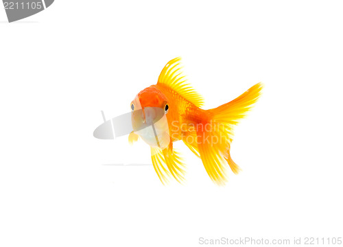 Image of Goldfish