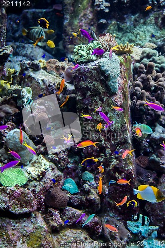 Image of Aquarium tropical fish on a coral reef