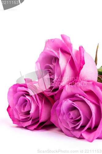 Image of Three fresh pink roses over white background