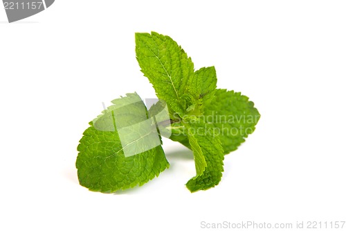 Image of mint leaves on white background