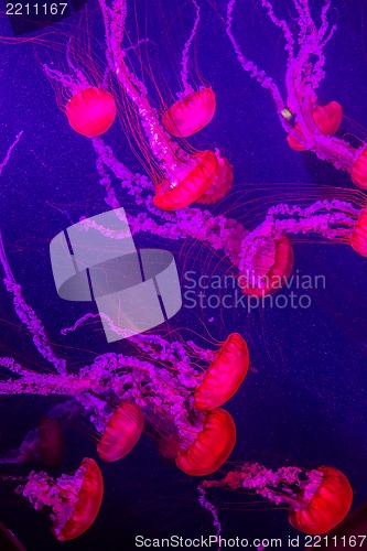 Image of Beautiful jellyfish moving slowly in aquarium in Dubai