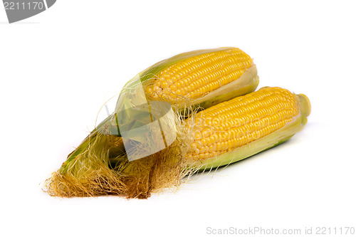 Image of Fresh uncooked corn on the cob