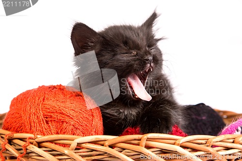 Image of Black kitten playing with a red ball of yarn on white background