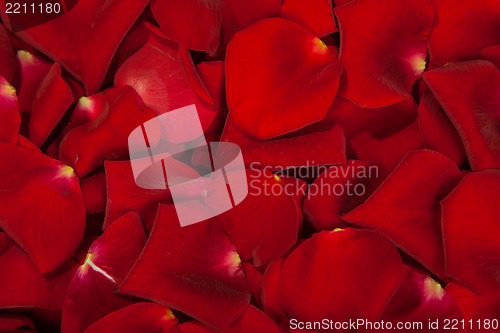 Image of Background of red rose petals