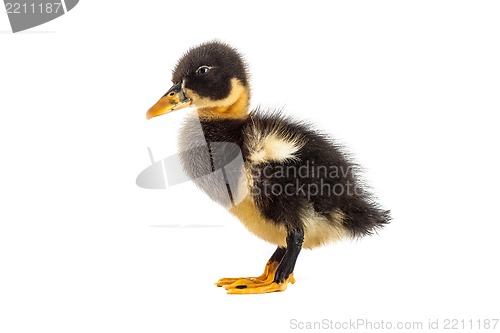 Image of A black duckling isolated on a white background