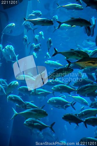 Image of Aquarium tropical fish on a coral reef