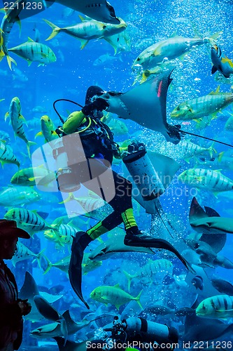 Image of Huge aquarium in Dubai. Diver feeding fishes.