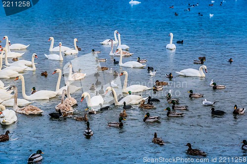 Image of A lot of ducks, swans on the lake