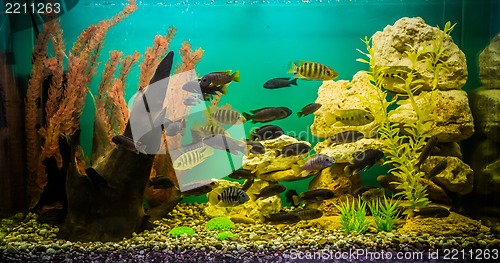 Image of Ttropical freshwater aquarium with fishes