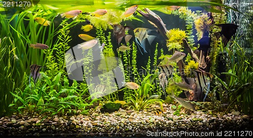 Image of Ttropical freshwater aquarium with fishes