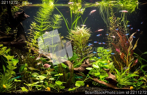 Image of Ttropical freshwater aquarium with fishes