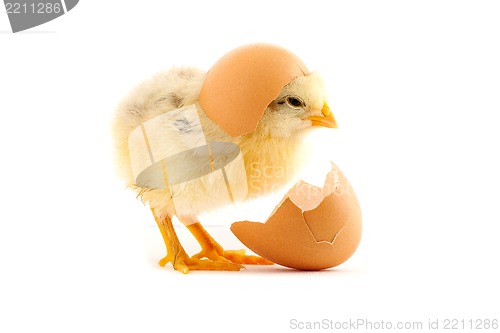 Image of The yellow small chicks with an egg