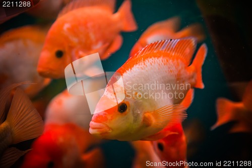 Image of Ttropical freshwater aquarium with fishes