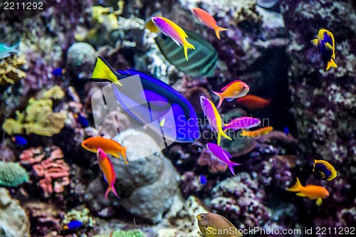 Image of Aquarium tropical fish on a coral reef