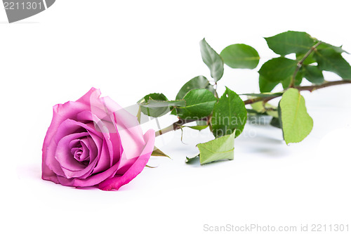 Image of One fresh pink rose  over white background