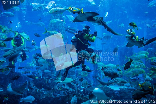 Image of Huge aquarium in Dubai. Diver feeding fishes.