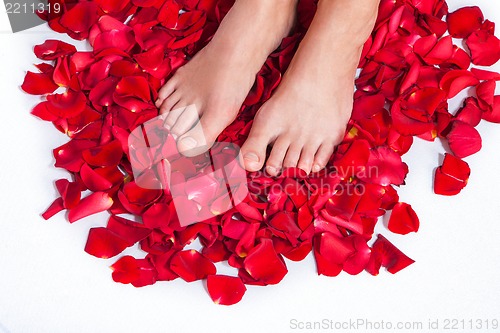 Image of Healthy Woman's Legs and Rose Petals over white.