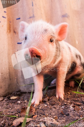 Image of Close-up of a cute muddy piglet running around outdoors on the f