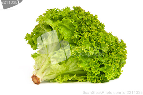 Image of Fresh Green Lettuce isolated on white