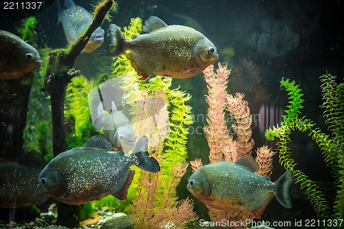 Image of Shoal of tropical piranha fishes in freshwater aquarium