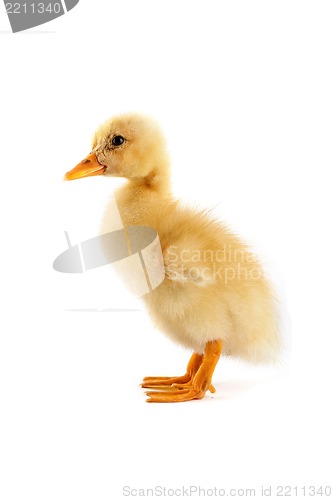 Image of A yellow duckling isolated on a white background