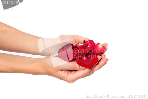 Image of Red rose petals in woman's hand