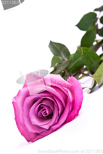 Image of One fresh pink rose  over white background