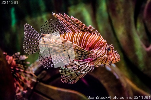 Image of Close up view of a venomous Red lionfish