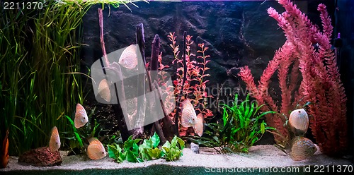 Image of Ttropical freshwater aquarium with fishes