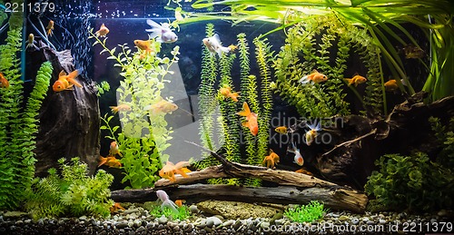 Image of Ttropical freshwater aquarium with fishes