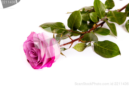 Image of One fresh pink rose  over white background