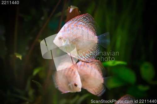 Image of Ttropical freshwater aquarium with fishes