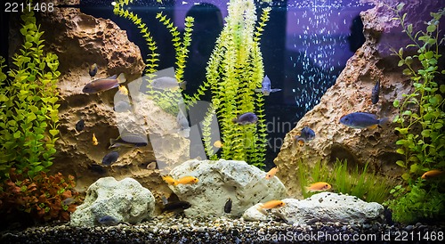 Image of Ttropical freshwater aquarium with fishes