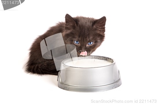 Image of Black kitten drinks milk, on a white background