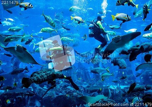 Image of Huge aquarium in Dubai. Diver feeding fishes.