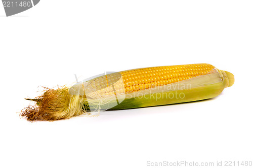 Image of Fresh uncooked corn on the cob