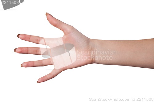 Image of Hand gesture of Female isolated on white