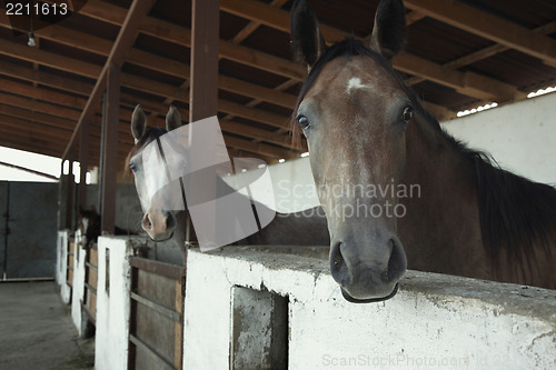 Image of Horses in the stable