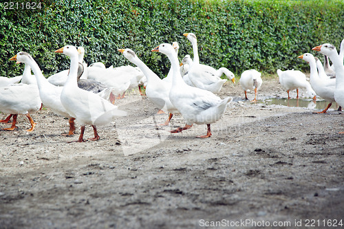 Image of White gooses