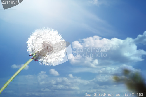 Image of Dandelion