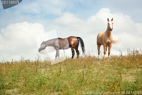 Image of Two horses