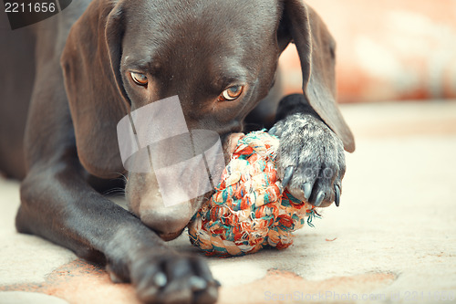 Image of Dog and ball