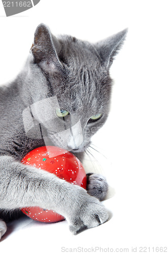 Image of Cat with Christmas toy