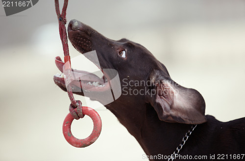 Image of Dog and toy