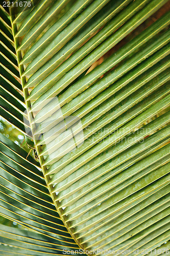 Image of Palm leaf