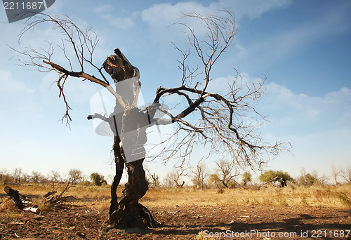 Image of Dead tree