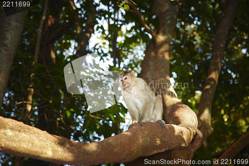 Image of Wild monkey